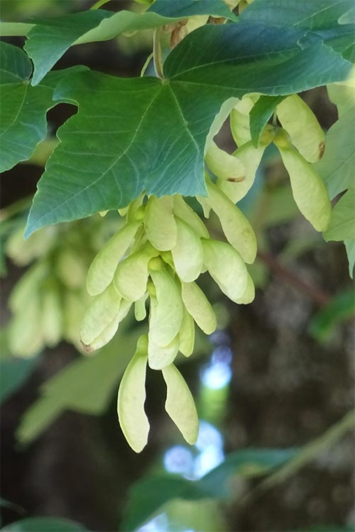 HausLand – Đại lý phân phối chính thức Orchard Grand Sycamore tại Bình Dương 1