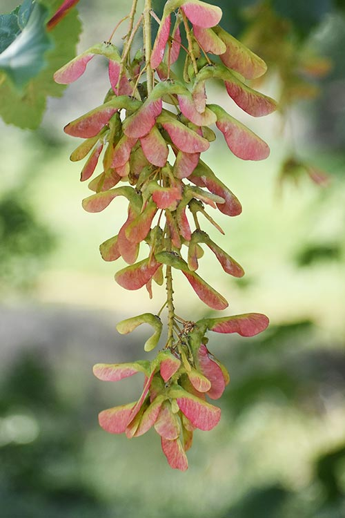 HausLand – Đại lý phân phối chính thức Orchard Grand Sycamore tại Bình Dương 2