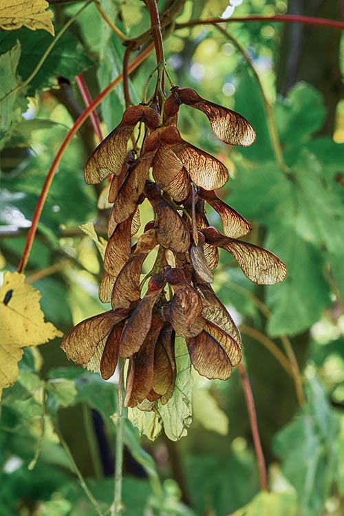 HausLand – Đại lý phân phối chính thức Orchard Grand Sycamore tại Bình Dương 3